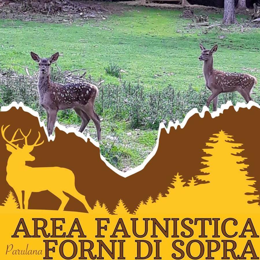 Albergo Meuble Tarandan Forni di Sopra Dış mekan fotoğraf